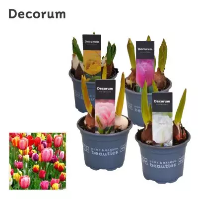 Tulipa gesneriana - Tulipa gesneriana