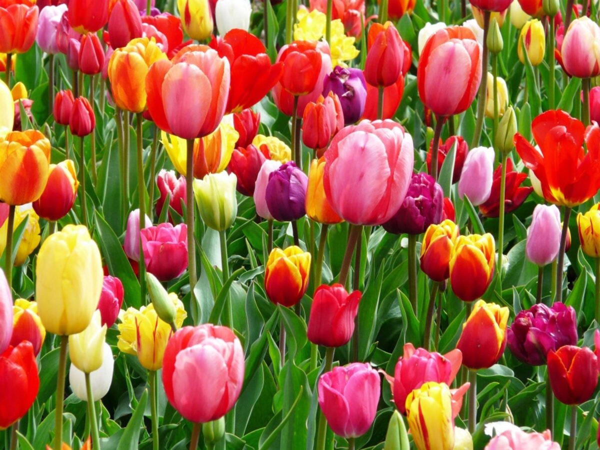 Tulipa gesneriana - Image 1