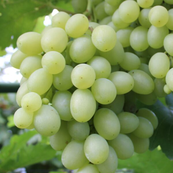 Vitis vinifera 'Galahad'-bílé