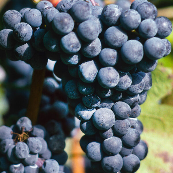 Vitis vinifera 'Agat Donskij' - modré