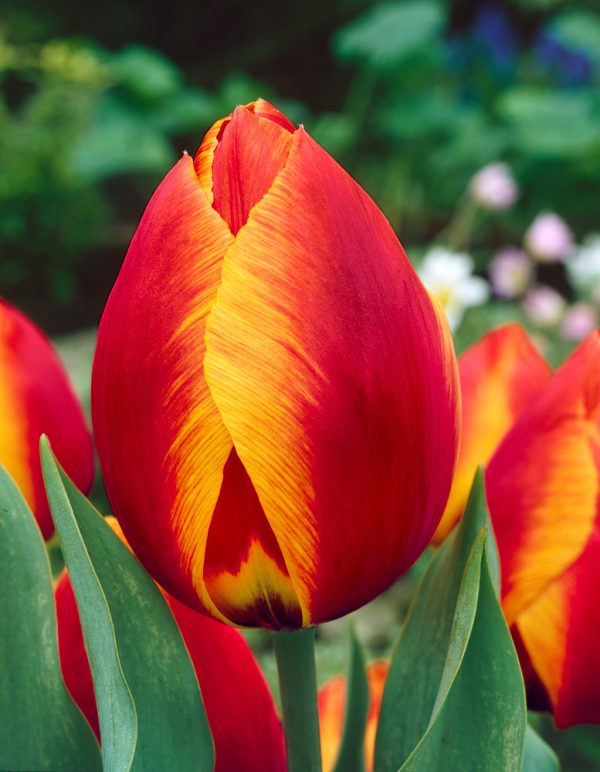 Tulipa 'Flair' - 76 64 18 80