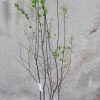 Amelanchier lamarckii - VÍCEKMEN - kontejner 20 l, v. 150-175 cm