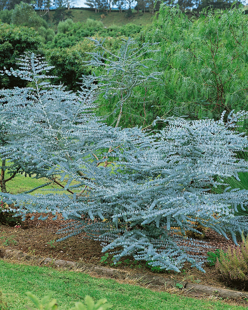 Eucalyptus pulverulenta 'Baby Blue'® Zahradní centrum "Strakovo" s.r.o.
