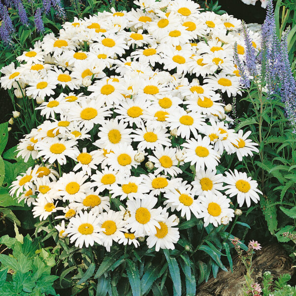 Leucanthemum maximum 'Snow Lady'