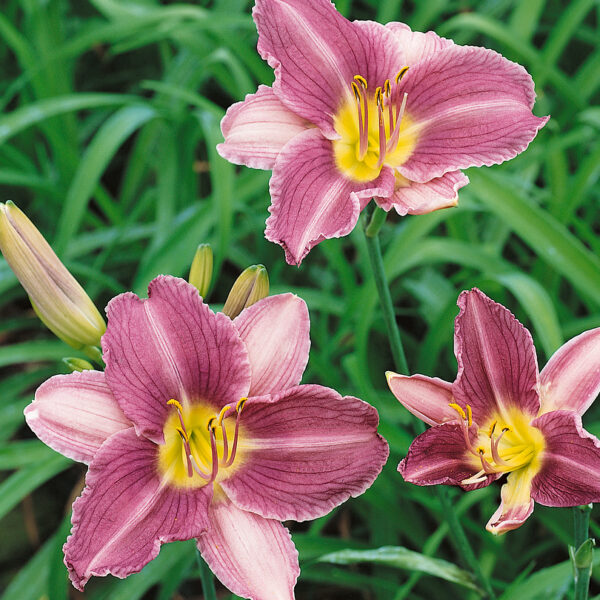 Hemerocallis hybrida 'Prairie Blue Eyes'