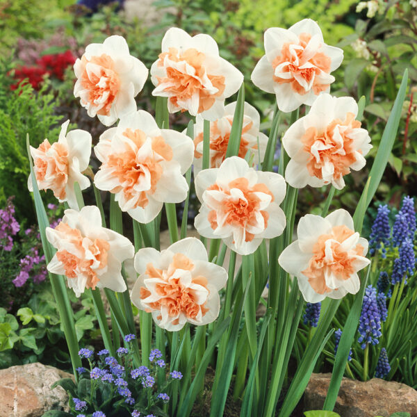 Narcissus 'Delashaugh'
