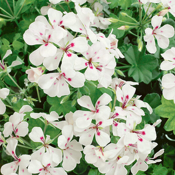 Pelargonium peltatum 10-pack, jednoduché bílé