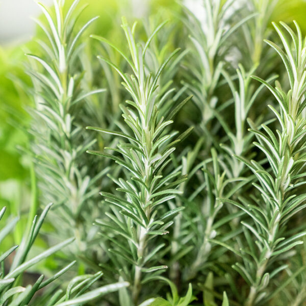 Rosmarinus officinalis