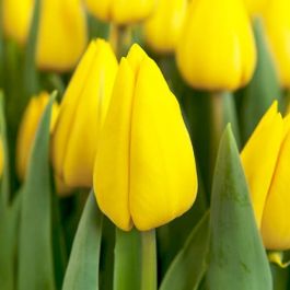 Tulipán 'Yellow Flair' - tulip yellow flair