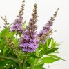 Buddleja davidii Butterfly Candy 'Little Lila'® - C2,5L