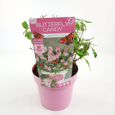 Buddleja davidii Butterfly Candy ® 'Little Pink' - 5a6786bf 3259 4fc5 965f a0fa86c9a00f