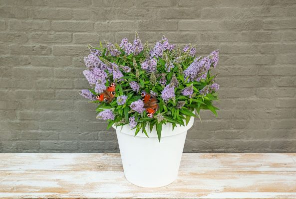 Buddleja davidii Butterfly Candy 'Little Lila'® - Image 2