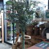 Eucalyptus gunnii 'Azura' - C3L-výška kmínku 30 CM