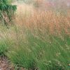 Molinia caerulea 'Moorhexe' - C1,5L-v.20-30
