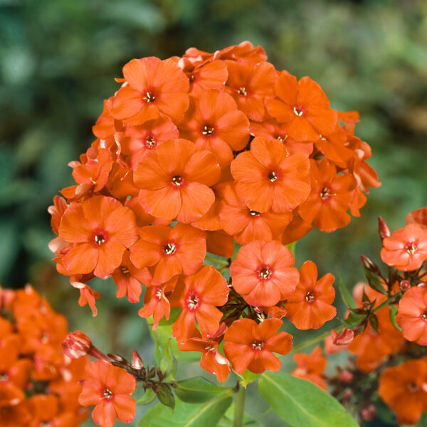 Phlox paniculata 'Orange Perfection'