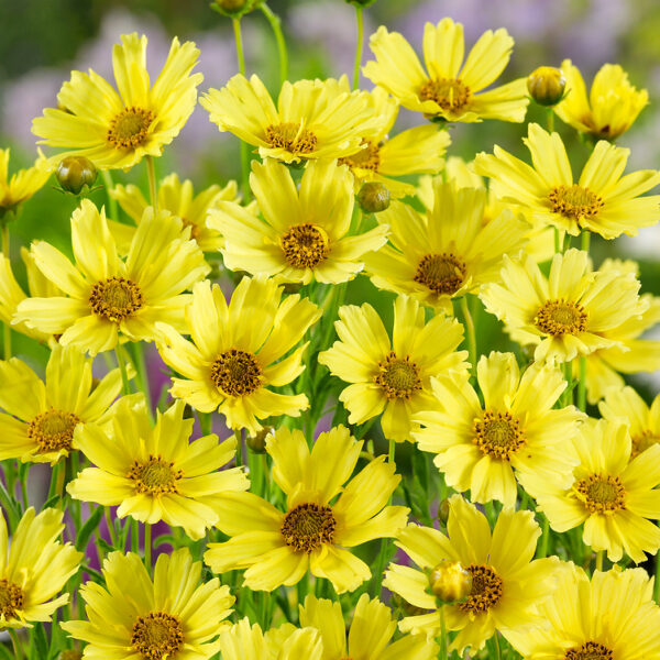 Coreopsis verticilata 'Buttermilk'