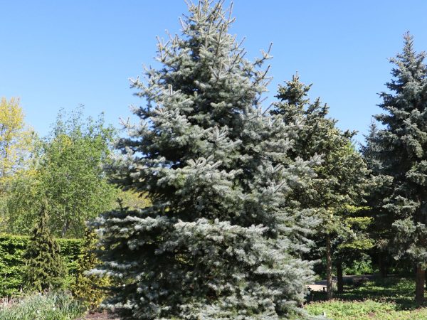 Picea pungens 'Edith' - Picea pungens Edith
