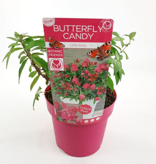 Buddleja davidii Butterfly Candy ® 'Little Ruby' - a6acdd4a d825 47ed b42b 653024ae1c48