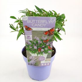 Buddleja davidii Butterfly Candy 'Little Lila'® - Image 5