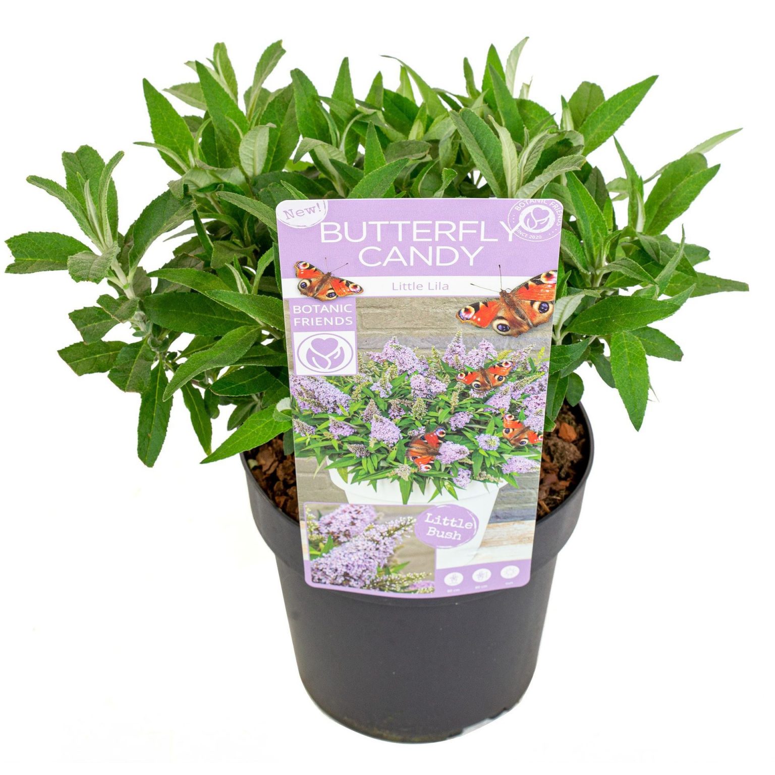 Buddleja davidii Butterfly Candy 'Little Lila'® - Image 4