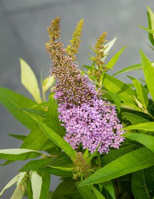 Buddleja davidii Butterfly Candy 'Little Lila'® - Image 3