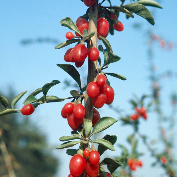 Lycium barbarum