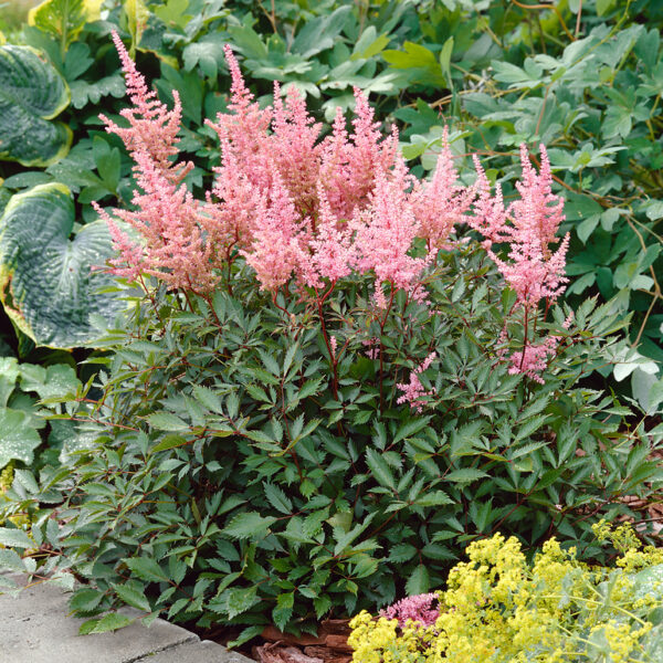 Astilbe japonica 'Vesuvius'