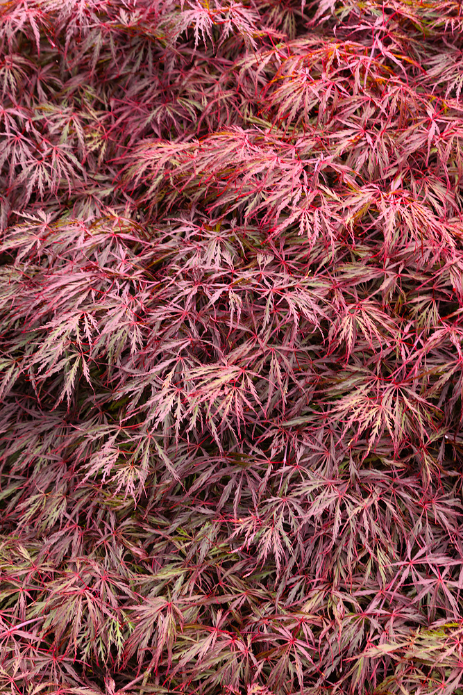 Acer palmatum 'Crimson Princess' - N0116429 80