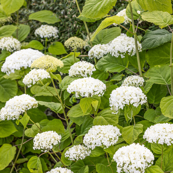 Hydrangea arborescens 'Strong Annabelle'
