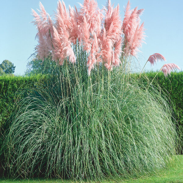 Cortaderia selloana 'Rose Plume'
