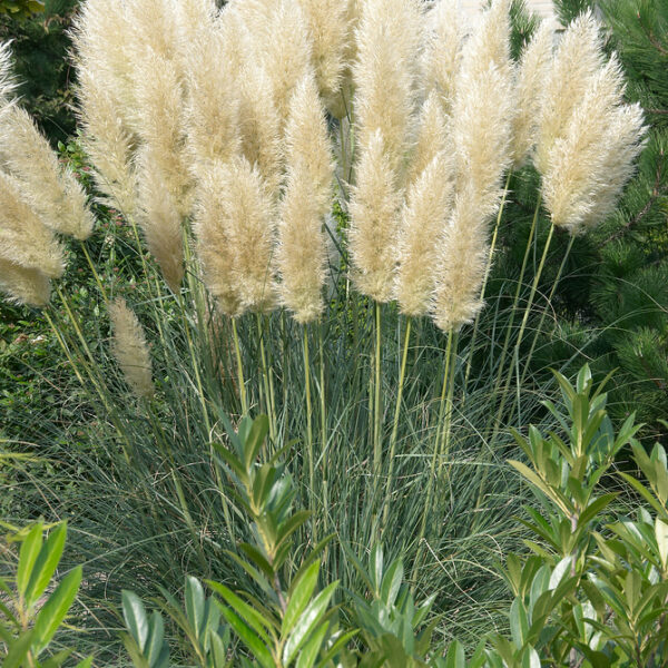 Cortaderia selloana 'White Plume'