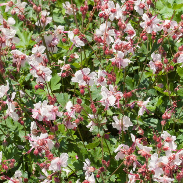 Geranium cantabrigiense 'Biokovo'