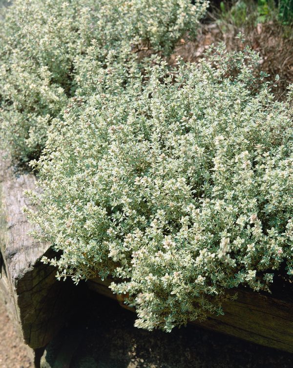 Thymus x citriodorus 'Silver Queen' - 28 80 74 80