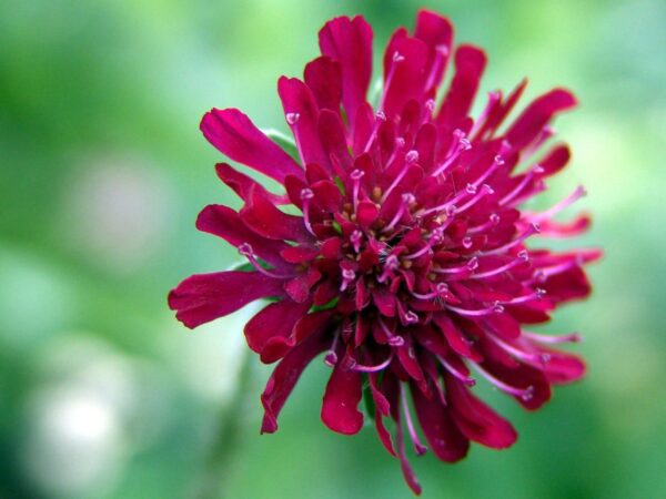 Knautia macedonica 'Red Knight' - Knatia macedonica Red Knight
