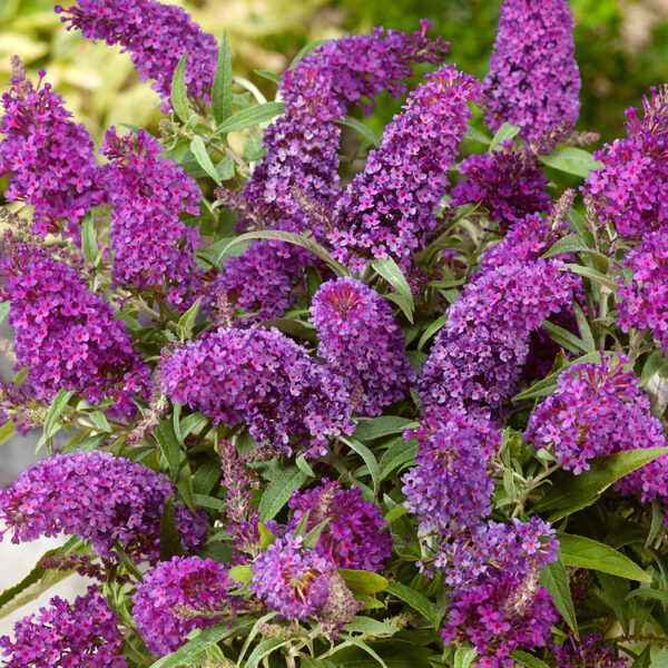 Buddleja davidii 'Butterfly Candy Little Purple'®