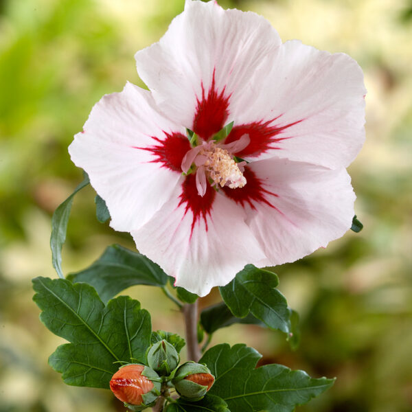 Hibiscus syriacus 'Hamabo' - stromkový KM60