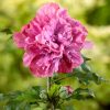 Hibiscus syriacus 'Duc de Brabant' - stromkový - Kontejner 4l, v. kmínku 60 cm