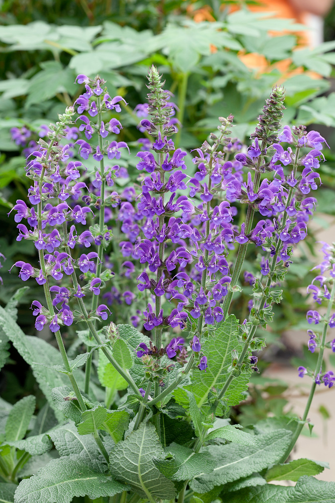 Salvia nemorosa 'Mainacht' Zahradní centrum "Strakovo" s.r.o.
