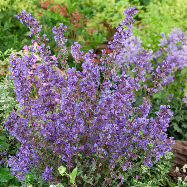 Nepeta x faassenii 'KIT KAT'