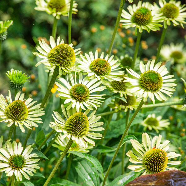 Echinacea purpurea 'Verdana'