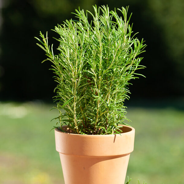 Rosmarinus officinalis 'Abraxas'