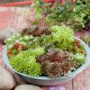 Sempervivum - Kontejner, pr. 6 cm