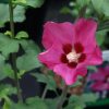 Hibiscus syriacus ´Wood Bridge´ - stromkový - Kontejner 3 l, v. kmínku 30 cm