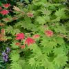 Acer shirasawanum 'Moonrise'® - Kontejner 3 l, v. 20-25 cm