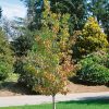 Liquidambar styraciflua 'Worplesdon' - C15L-v. 175-200 CM-vřeteno