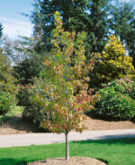 Liquidambar styraciflua 'Worplesdon'
