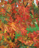 Liquidambar styraciflua 'Worplesdon' - Image 2
