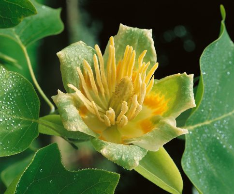 Liriodendron tulipifera - Liriodendron tulipifera 1