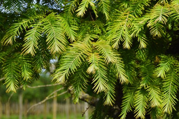 Metasequoia glypt. 'Matthaei Broom' - Metasekvoje tisovcovita Mathei