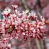 Prunus serrulata 'Okame' - Kontejner 5 l, v. kmínku 100